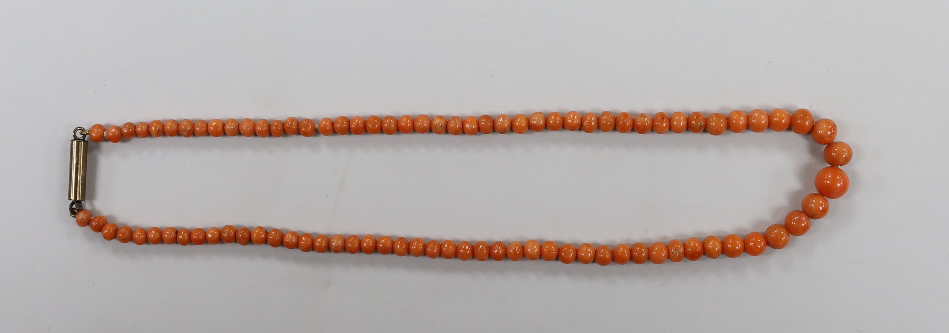 A small single strand graduated coral bead necklace, with gilt metal clasp, 35cm, gross 12.3 grams.